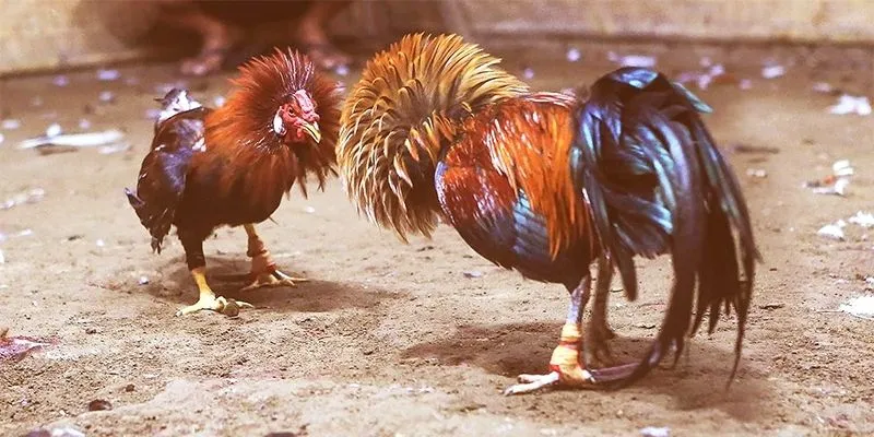 Kèo cược chọi kê tại KO66